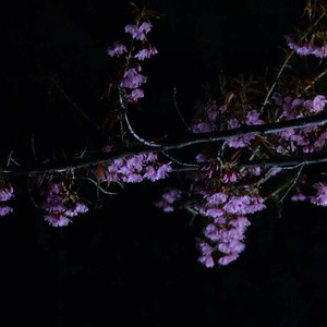 成人免费视频❌❌❌在线观看
